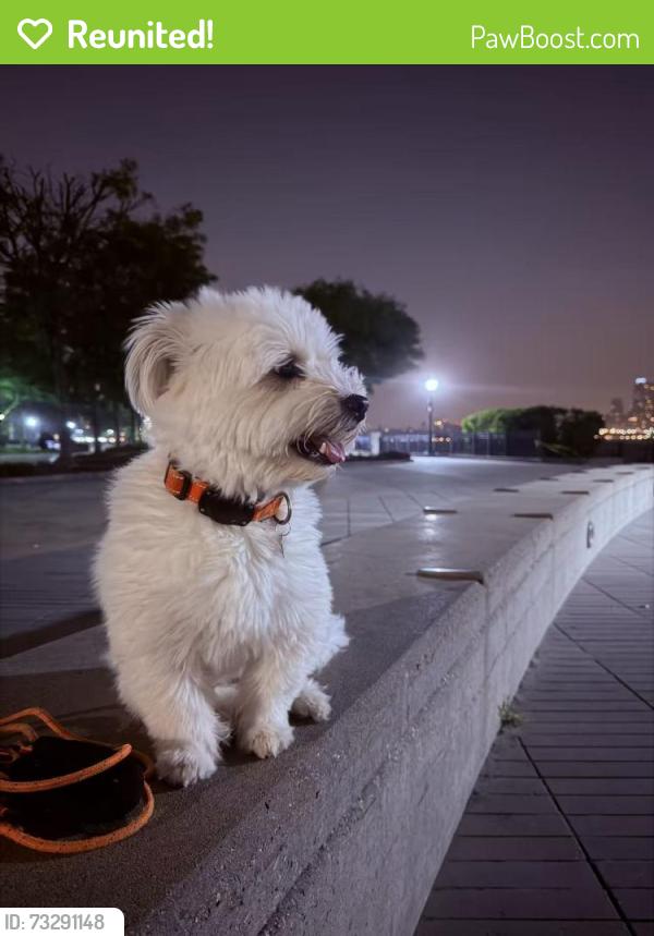 Reunited Female Dog last seen Near street and jfk blvd west New York, West New York, NJ 07093