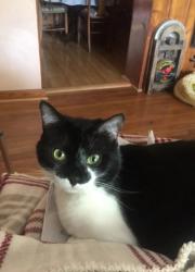 Found/Stray Female Cat last seen South Park Ave and Richfield Ave, Buffalo, NY 14220