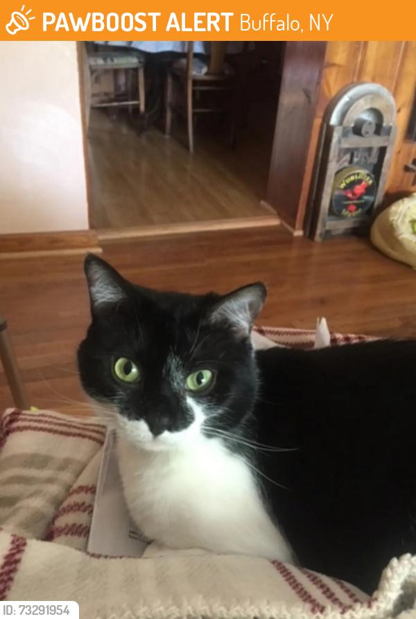 Found/Stray Female Cat last seen South Park Ave and Richfield Ave, Buffalo, NY 14220