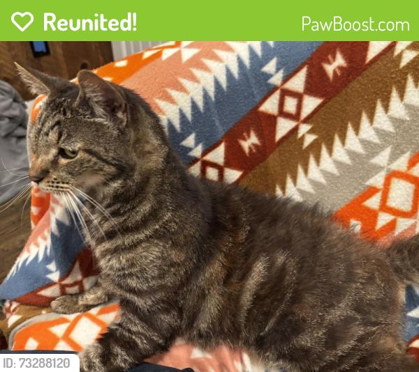 Reunited Unknown Cat last seen Dowling Ave, San Leandro, CA 94603