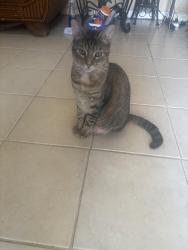 Reunited Female Cat last seen Bellair, Kyle, TX 78640