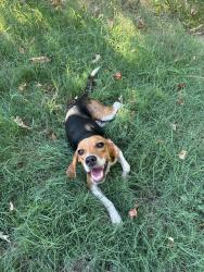 Found/Stray Male Dog last seen Kent dr Alexander, AR, Alexander, AR 72002