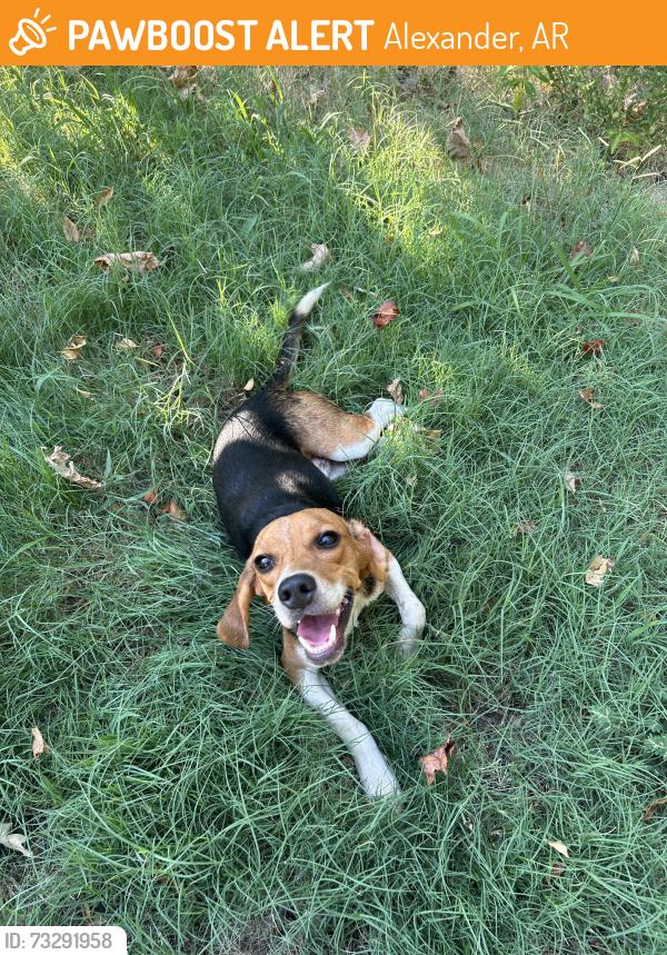 Found/Stray Male Dog last seen Kent dr Alexander, AR, Alexander, AR 72002