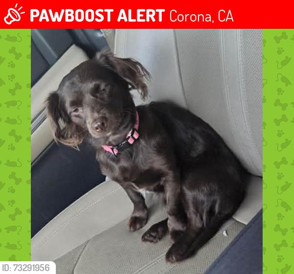 Lost Female Dog last seen Off promenade, between McKinley and Buchanan, Corona, CA 92879