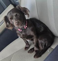 Lost Female Dog last seen Off promenade, between McKinley and Buchanan, Corona, CA 92879