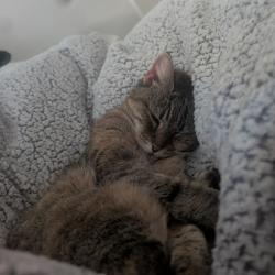 Reunited Female Cat last seen Near Tabooba Street Constitution Hill, Constitution Hill, NSW 2145