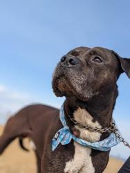 Reunited Male Dog last seen Home, Southway and Ridge, baseball feild, Greenbelt, MD 20770