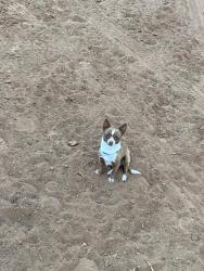 Lost Male Dog last seen Berry Patch Ave., Las Cruces 9159, Doña Ana County, NM 88011