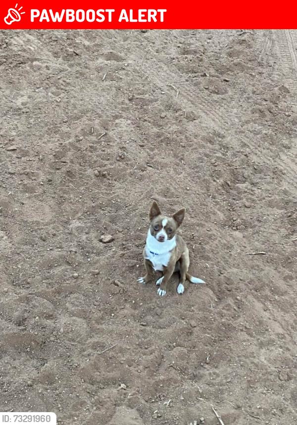 Lost Male Dog last seen Berry Patch Ave., Las Cruces 9159, Doña Ana County, NM 88011
