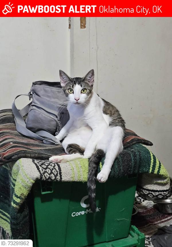 Lost Female Cat last seen S Byers, Oklahoma City, OK 73149