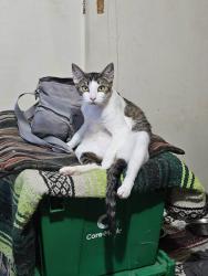 Lost Female Cat last seen S Byers, Oklahoma City, OK 73149