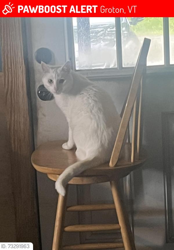 Lost Female Cat last seen Ricker mill pond, Groton, VT 05046
