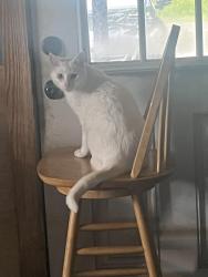 Lost Female Cat last seen Ricker mill pond, Groton, VT 05046