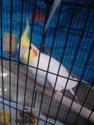 Lost Unknown Bird last seen Olds rd Oxnard CA 93033, Oxnard, CA 93033