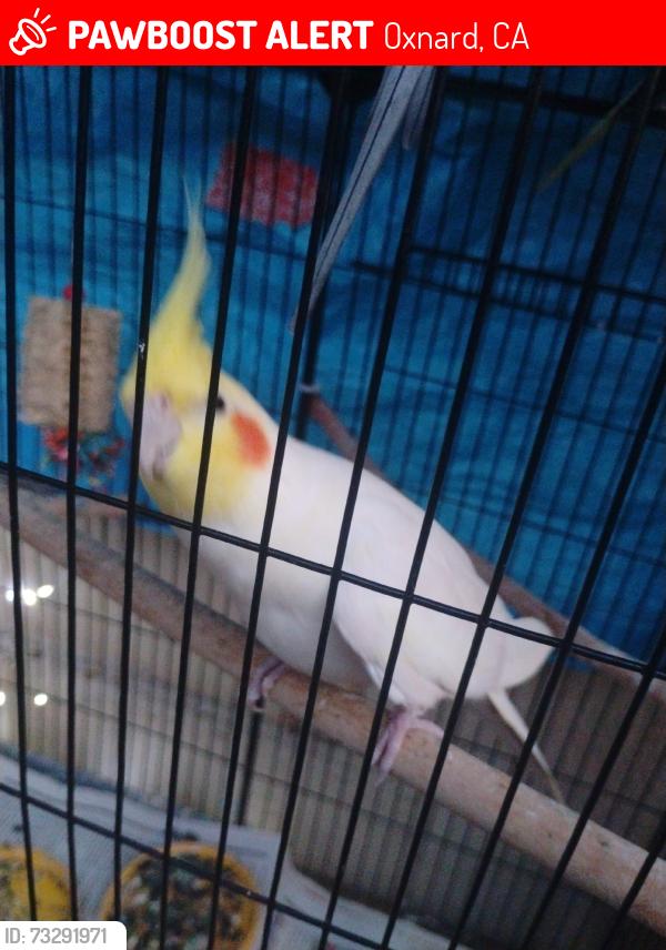 Lost Unknown Bird last seen Olds rd Oxnard CA 93033, Oxnard, CA 93033