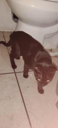 Found/Stray Female Cat last seen Apache trail and meridian, Mesa, AZ 85208