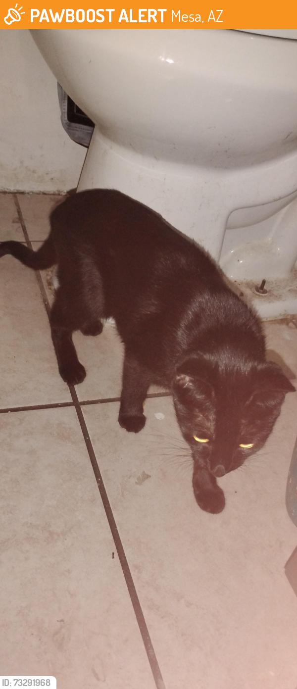 Found/Stray Female Cat last seen Apache trail and meridian, Mesa, AZ 85208