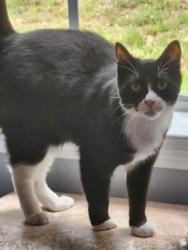 Reunited Male Cat last seen Grassdale villages at our home, Cartersville, GA 30121