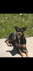 Lost Female Dog last seen Lucern &sunnyside ave, Modesto, CA 95355
