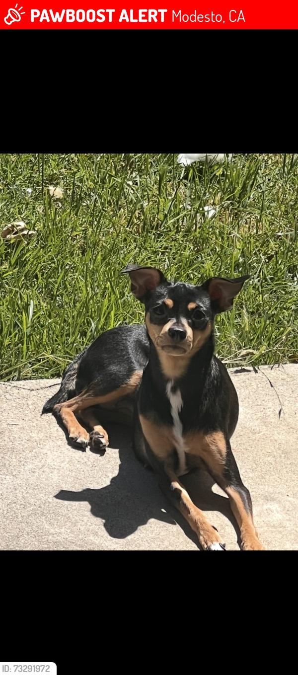Lost Female Dog last seen Lucern &sunnyside ave, Modesto, CA 95355