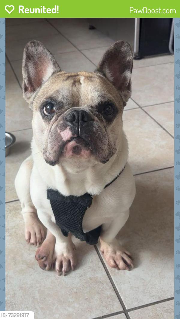 Reunited Male Dog last seen Near concord drive, Oxnard, CA 93033