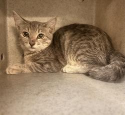 Shelter Stray Unknown Cat last seen , 4275 Elton St, Baldwin Park, CA 91706, USA