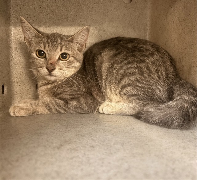 Shelter Stray Unknown Cat last seen , 4275 Elton St, Baldwin Park, CA 91706, USA