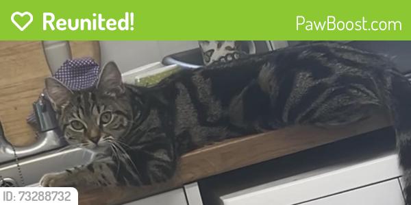 Reunited Female Cat last seen Victoria Rd, Birmingham, UK, West Midlands, England 