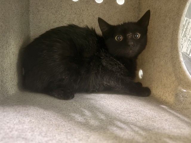 Shelter Stray Unknown Cat last seen , 4275 Elton St, Baldwin Park, CA 91706, USA