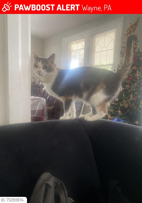 Lost Female Cat last seen Valley Forge National Park, Wayne, PA 19087