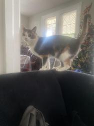 Lost Female Cat last seen Valley Forge National Park, Wayne, PA 19087