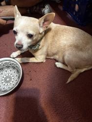 Found/Stray Female Dog last seen Near the church on hill city and camp wisdom, Duncanville, TX 75116