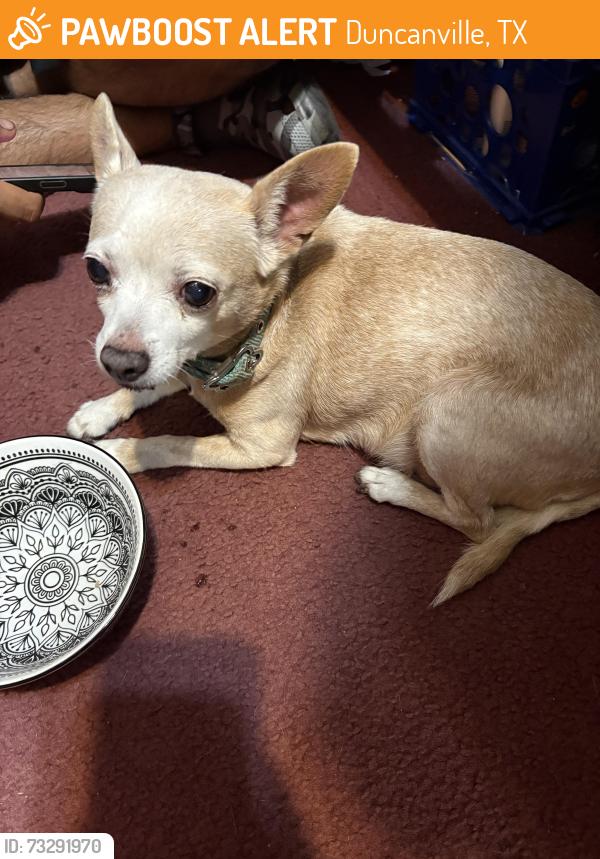 Found/Stray Female Dog last seen Near the church on hill city and camp wisdom, Duncanville, TX 75116