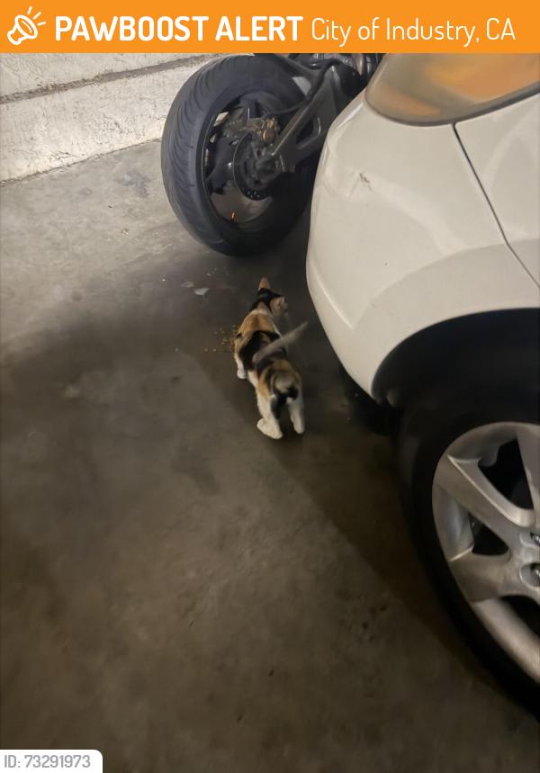 Found/Stray Female Cat last seen Francisquito ave, City of Industry, CA 91744