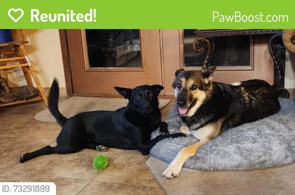 Reunited Female Dog last seen 91st Ave. & Happy Valley Rd., Peoria, AZ 85383