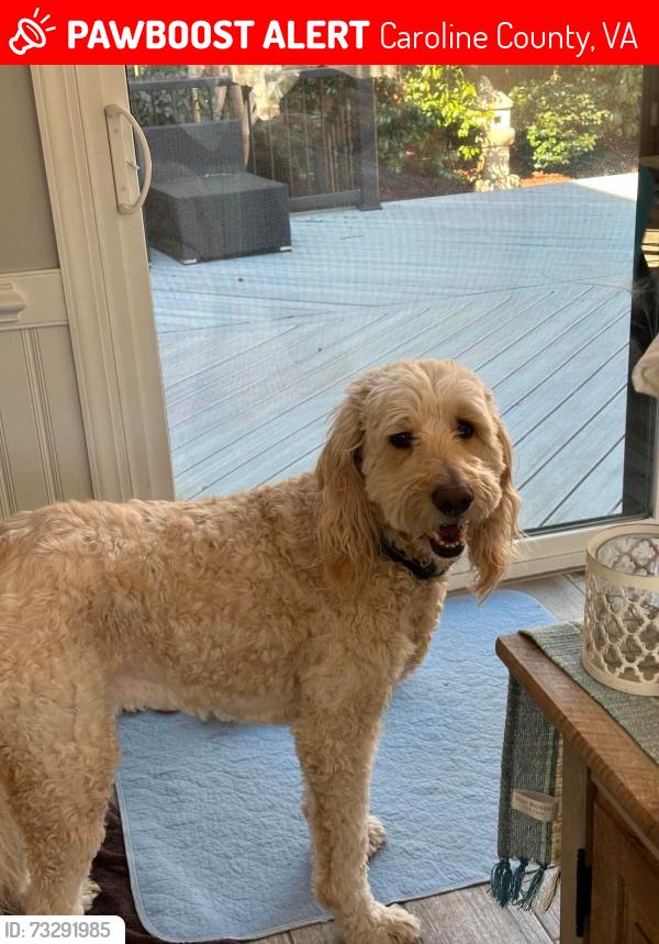 Lost Female Dog last seen Caroline County Animal Control Shelter, 14080 Devils Three Jump Rd, Milford, VA 22514, Caroline County, VA 22427