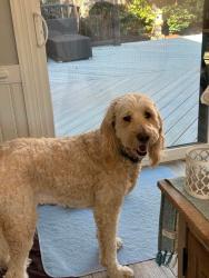 Lost Female Dog last seen Caroline County Animal Control Shelter, 14080 Devils Three Jump Rd, Milford, VA 22514, Caroline County, VA 22427