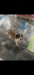 Reunited Male Dog last seen willoughby st in brentwood, Brentwood, NY 11717