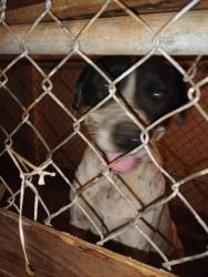 Found/Stray Male Dog last seen Kentucky st, Bakersfield, CA 93305