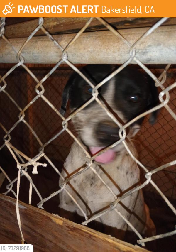 Found/Stray Male Dog last seen Kentucky st, Bakersfield, CA 93305