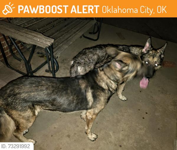 Found/Stray Unknown Dog last seen Near nw Ann Arbor Ave, okc, Oklahoma City, OK 73127