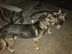 Found/Stray Unknown Dog last seen Near nw Ann Arbor Ave, okc, Oklahoma City, OK 73127