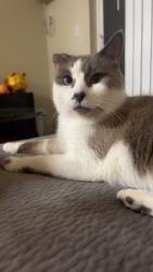 Lost Male Cat last seen Cogbill Rd, Chesterfield VA, Chesterfield, VA 23832