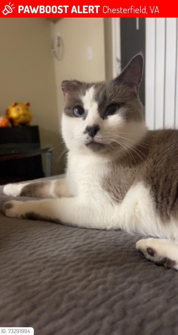 Lost Male Cat last seen Cogbill Rd, Chesterfield VA, Chesterfield, VA 23832