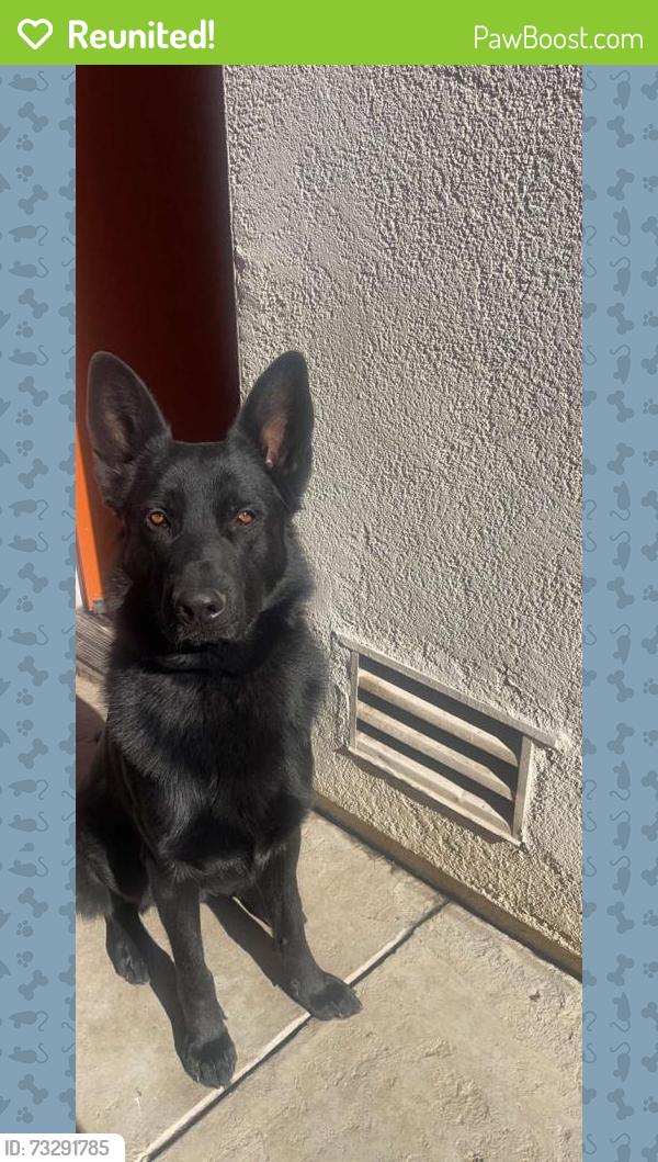 Reunited Male Dog last seen Roselle and Floyd, Modesto, CA 95355