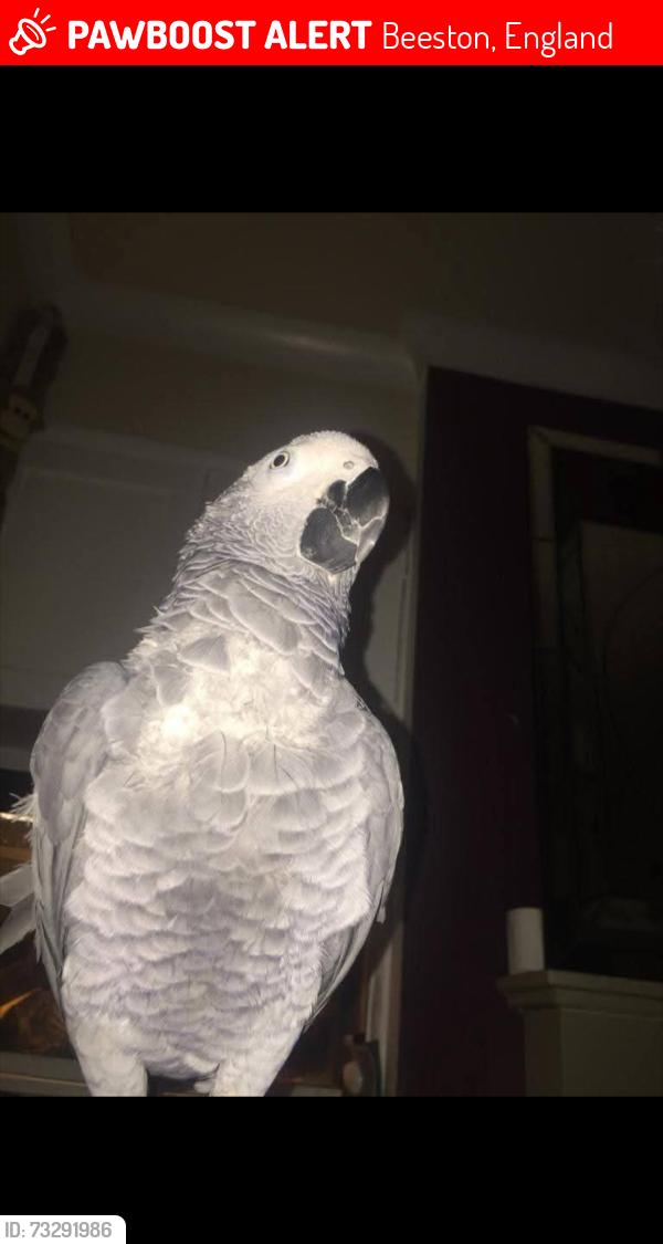 Lost Male Bird last seen Beeston uk, Beeston, England 