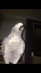 Lost Male Bird last seen Beeston uk, Beeston, England 