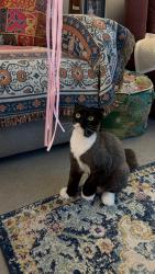 Reunited Male Cat last seen Park in the corner of yalonga road, Werribee, VIC 3030