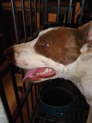 Found/Stray Male Dog last seen Kentucky st Bakersfield ca, Bakersfield, CA 93305