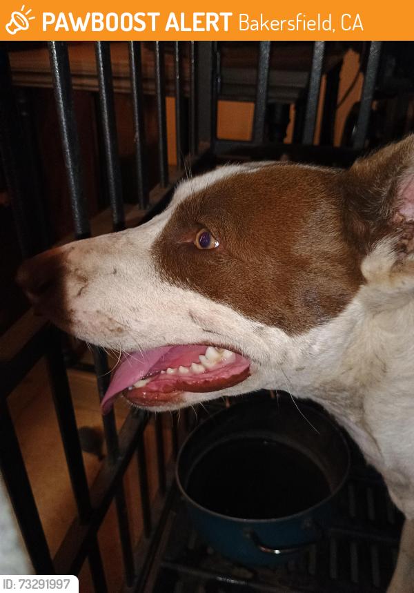 Found/Stray Male Dog last seen Kentucky st Bakersfield ca, Bakersfield, CA 93305
